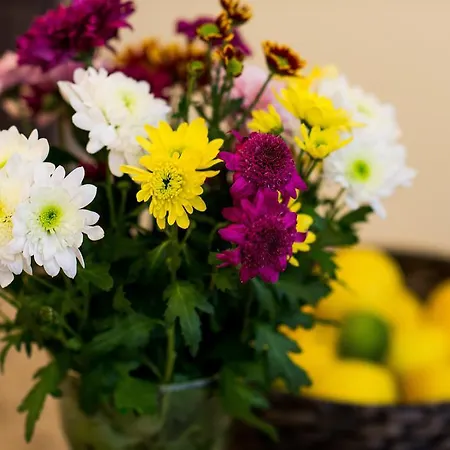 Apartamento Vanilla 1 *